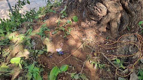 Gadchiroli News: गडचिरोलीत पोलिसांनी कट उधळला, पर्लकोटा नदीच्या पुलाजवळ बॉम्बस्फोट