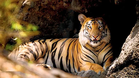 Jhonny tiger travel for tigress