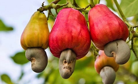 National Cashew Day
