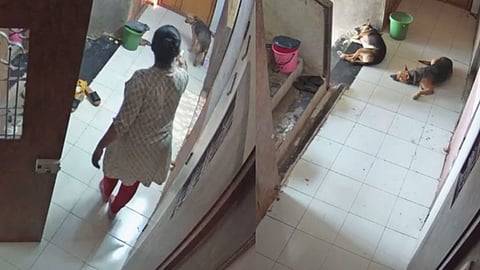 stray dog in bhandup