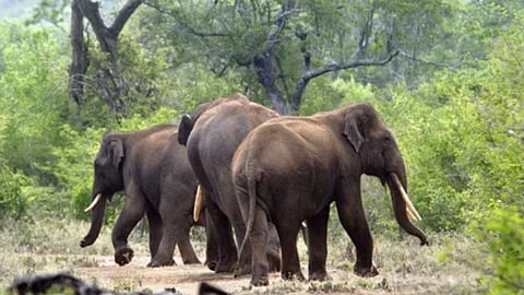 दारूच्या आहारी गेला हत्ती, व्यसन कसं सोडवलं? हत्तीमित्र आनंद शिंदेंनी सांगितला आगळावेगळा किस्सा