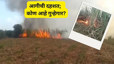 Sugarcane Fields Fire