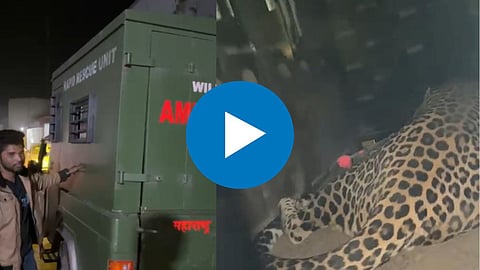 Leopard Video