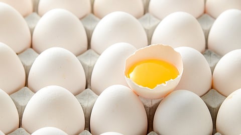 Egg Price