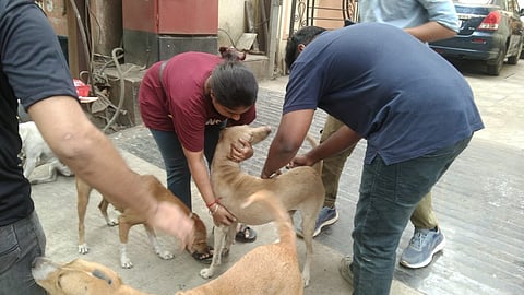 Dog Vaccine: कल्याणमध्ये भटक्या कुत्र्यांचा सुळसुळाट, लसीकरणासाठी थेट लंडनमधून खास पथक