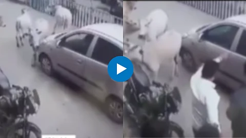 Viral Video