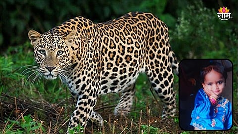 Pune News: अगं आई गंsss! मुलाला खाऊ घालत होती, बिबट्याने मुलीवर झडप घातली; आईच्या डोळ्यासमोर फरफटत नेलं