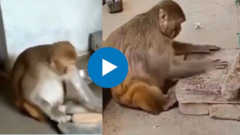 Monkey Making Chapati Making Video