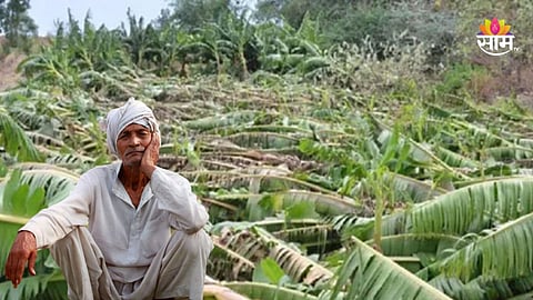 Maharashtra Unseasonal Rain: बळीराजा संकटात! हिवाळ्यात पाऊस अन् ढगाळ वातावरणाचा फटका, २,६०० हेक्टरवरील पिकांचे नुकसान