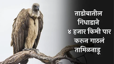 Tadoba News