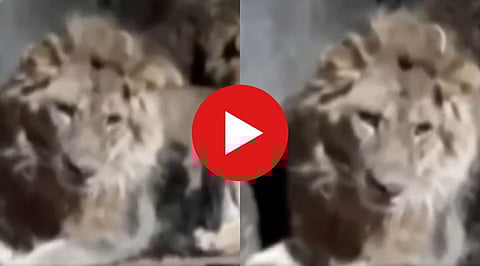 Lion attack on zookeeper