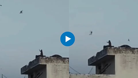 Viral Video