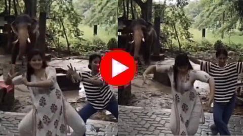 हत्तीला कधी भरतनाट्यम करताना पाहिलंय का? पण सत्य काहीतरी भलतंच आहे - VIDEO