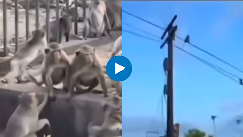 Viral Video
