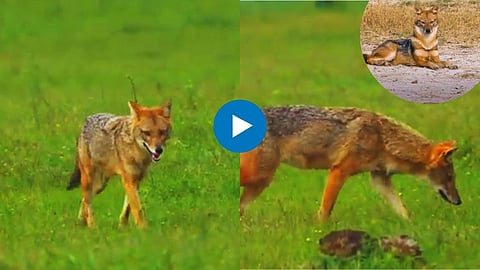 Fox Viral Video