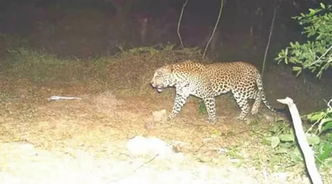Gujarat attempts to release leopards in Maharashtra