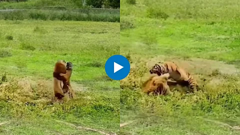 Viral Video