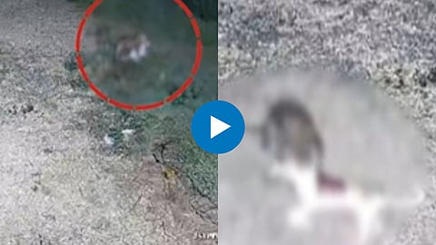Shocking Leopard Video
