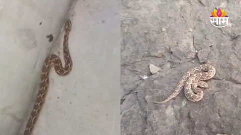 Sangli News: दोरी समजून उचलायला गेला अन् निघाला साप, थोडक्यात तरुण बचावला; सांगितला थरारक अनुभव