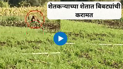 Sangli Leopard viral video