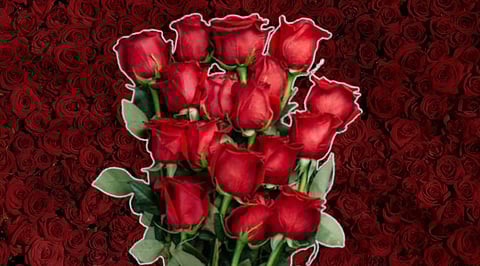 Rose day 2025