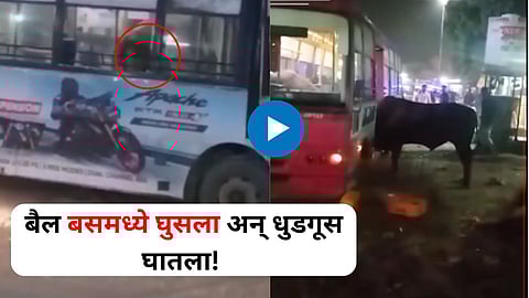 Animal Attack Viral Video