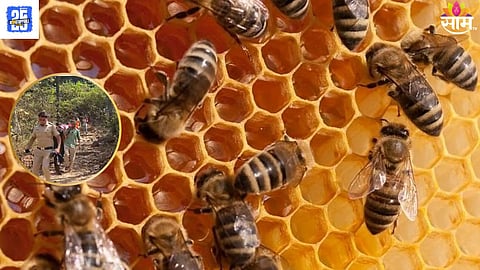 honey bee attack in panvel