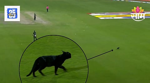 Nz vs pak cat viral video