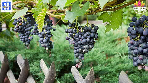 Nashik Grape Theft