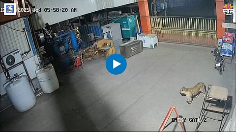 Leopard Cctv Footage