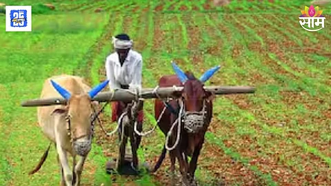 Maharashtra Rain: १८ जिल्ह्यातील शेतकऱ्यांनी पेरण्या कधी उरकाव्यात? हवामान विभागाने तारीख सांगितली