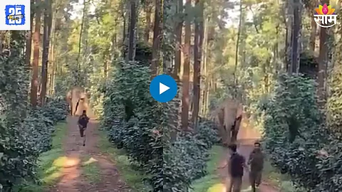 Elephant Attack Video