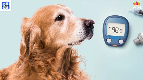 Dog Diabetes
