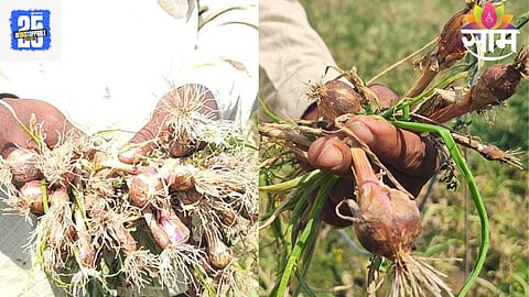 Akola News: भयावह परिस्थिती! कांद्याच्या उभ्या पिकावर फिरवला ट्रॅक्टर, दानापूर हिंगणी गावात कांदा उत्पादक शेतकऱ्यांचं नुकसान