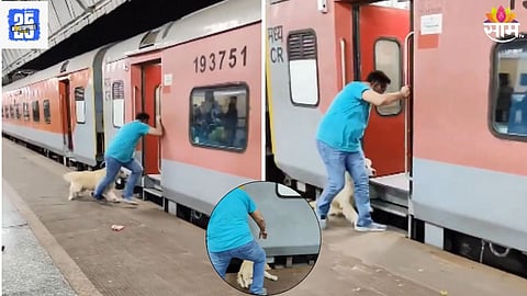 viral dog vide