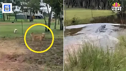 Dog Vs Crocodile