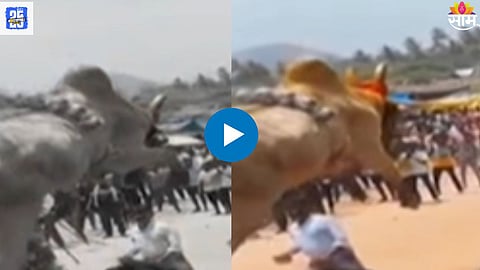 Bullock Cart Race