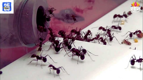 Ant  Smuggling Know Ant Price