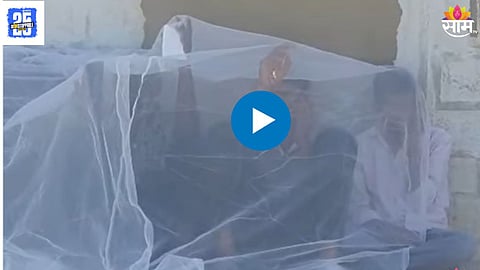 Bees Attack On Funeral