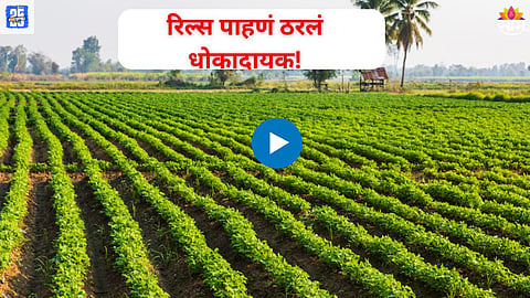 Farmer Snake Incident