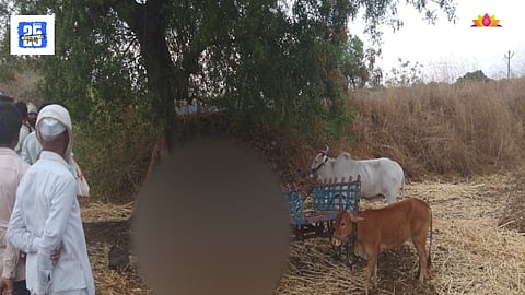 three cattle died due to lightning