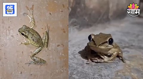 rare frog
