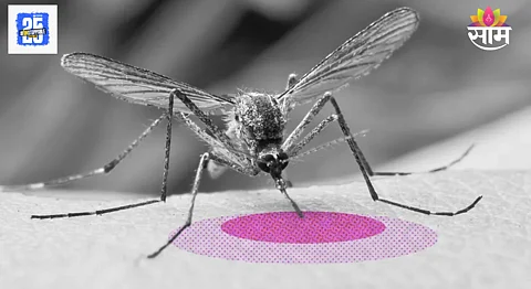 Mosquitoes