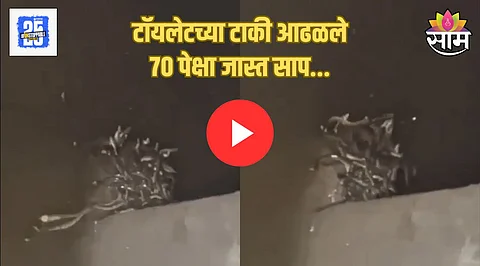 Snakes Viral Video