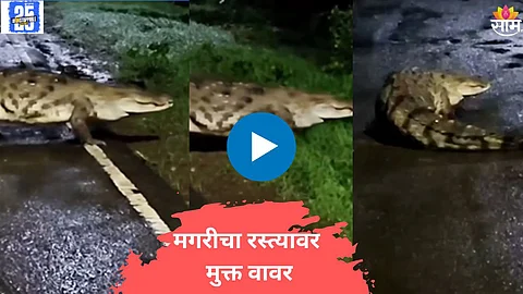 Crocodile