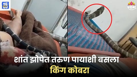 Dangerous Snake Video