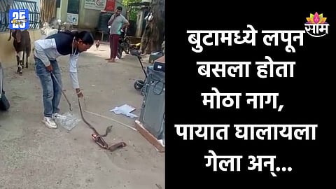 Shocking News: बूट घालण्यासाठी बॉक्स उघडला अन् पाहून हादरला, अचानक बुटातून निघाला मोठा नाग; पाहा VIDEO