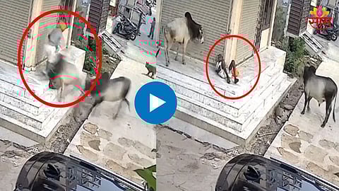 Rajasthan Viral Video