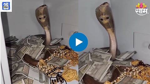Snake In Home