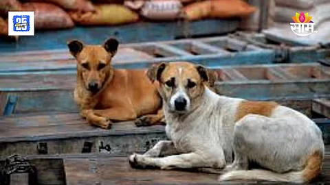 BMC Guidelines About Animals Dogs Cat